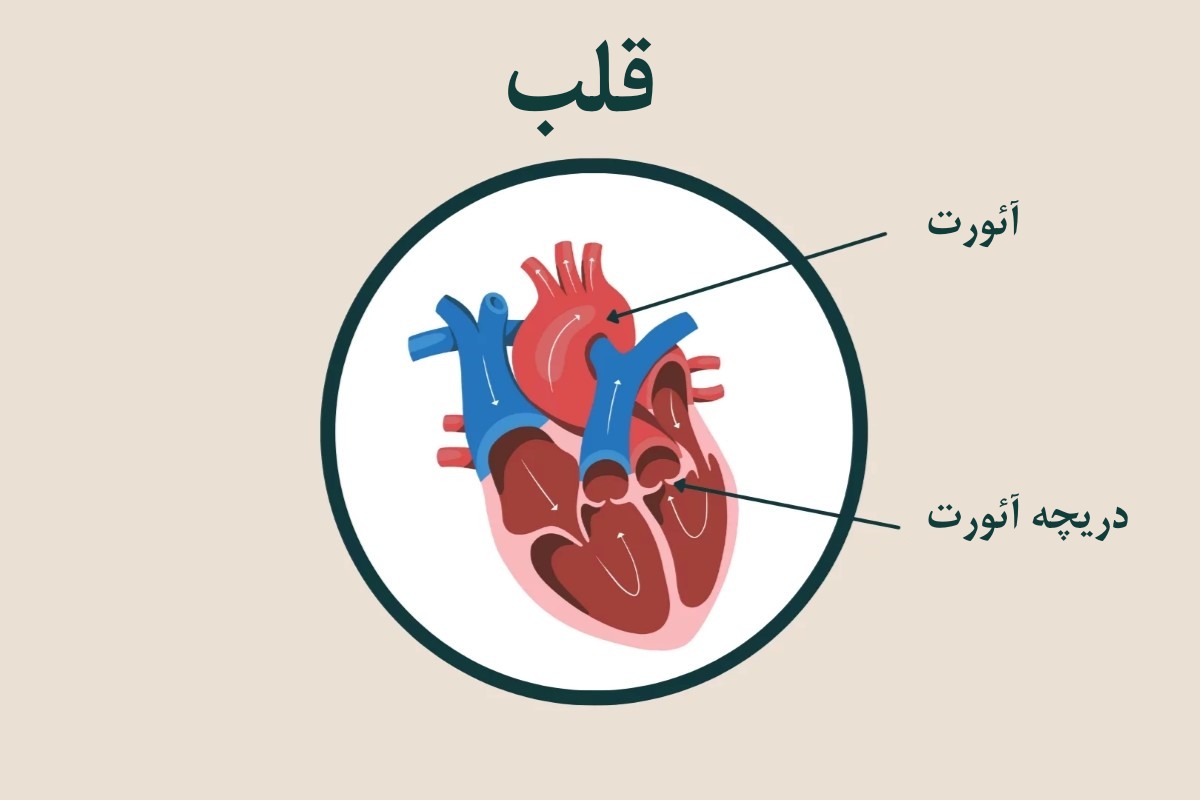 دریچه آئورت قلب چیست؟ آناتومی، عملکرد، بیماری‌ها و روش‌های درمان‌