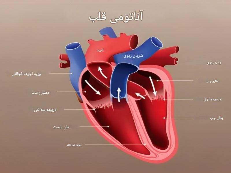 آناتومی قلب