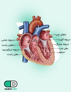 آناتومی و ساختار قلب