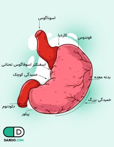 آناتومی معده