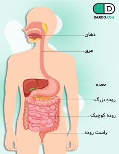 آناتومی معده