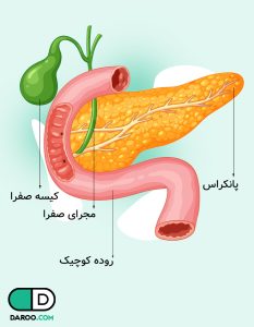 آناتومی پانکراس، آناتومی لوزالمعده
