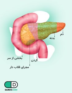 آناتومی پانکراس، آناتومی لوزالمعده