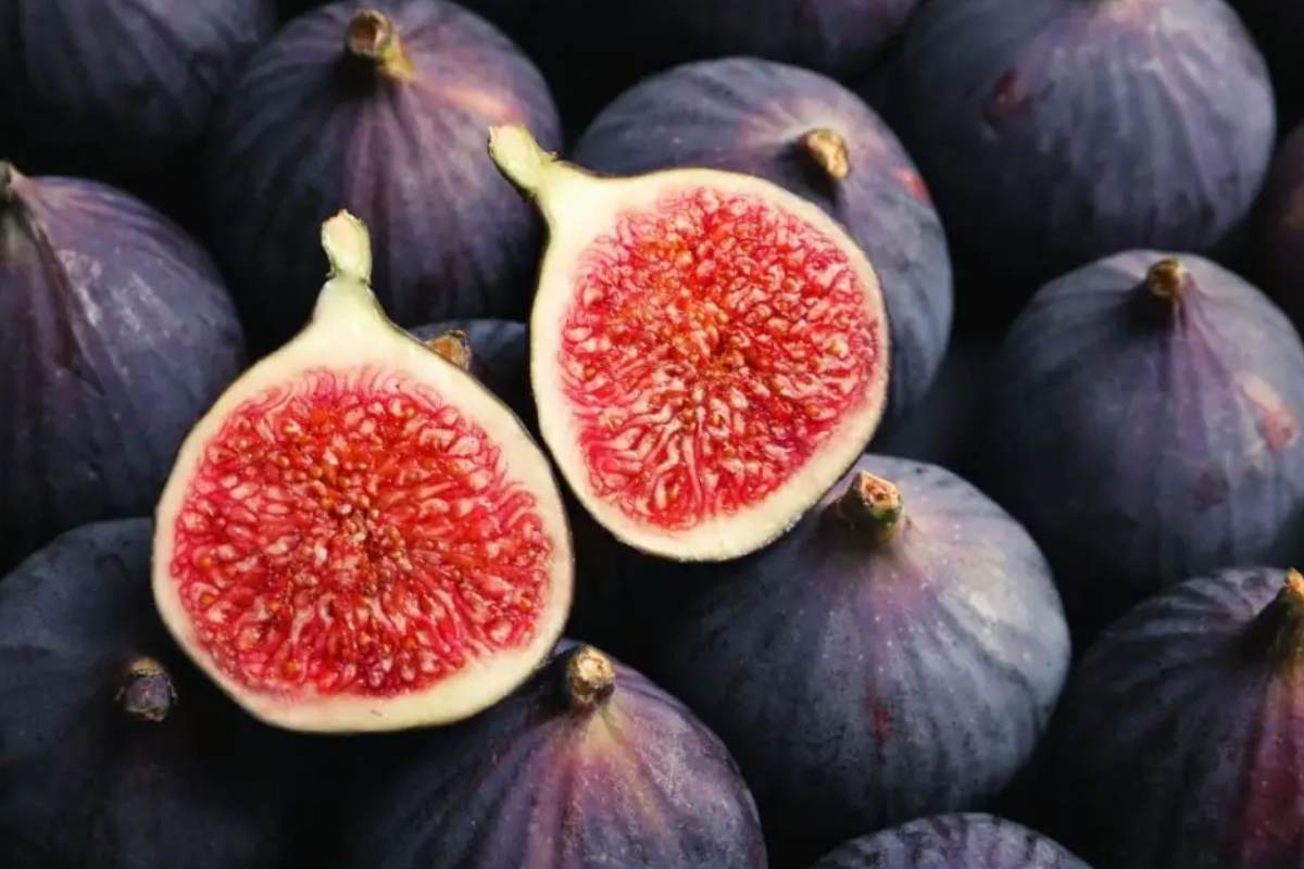 قند انجیر تازه