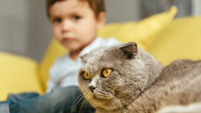 نگهداری از گربه خطر ابتلا به شیزوفرنی را دوبرابر می‌کند