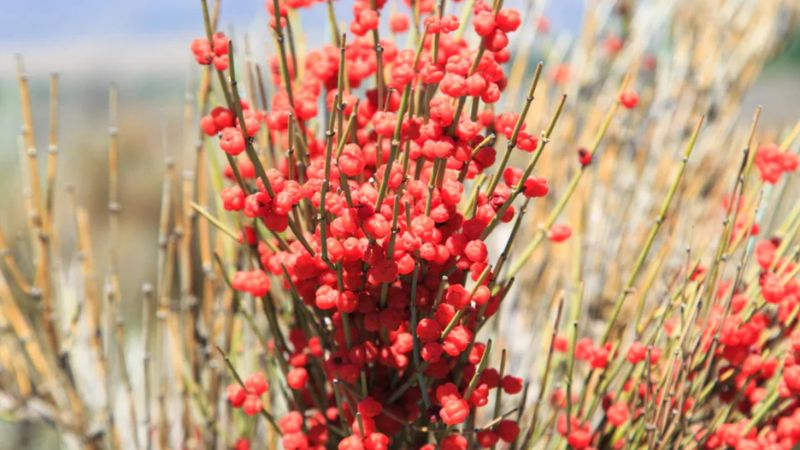 اثرات احتمالی گیاه افدرا اثرات احتمالی گیاه افدرا