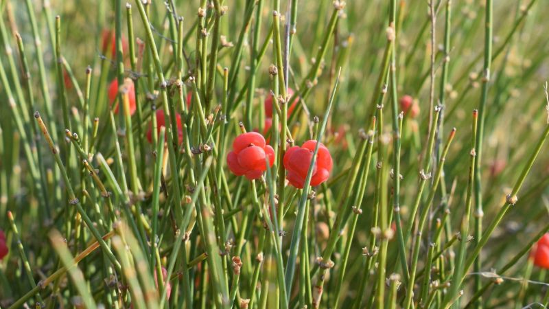 موارد احتیاط و هشدارهای ویژه افدرا موارد احتیاط و هشدارهای ویژه افدرا