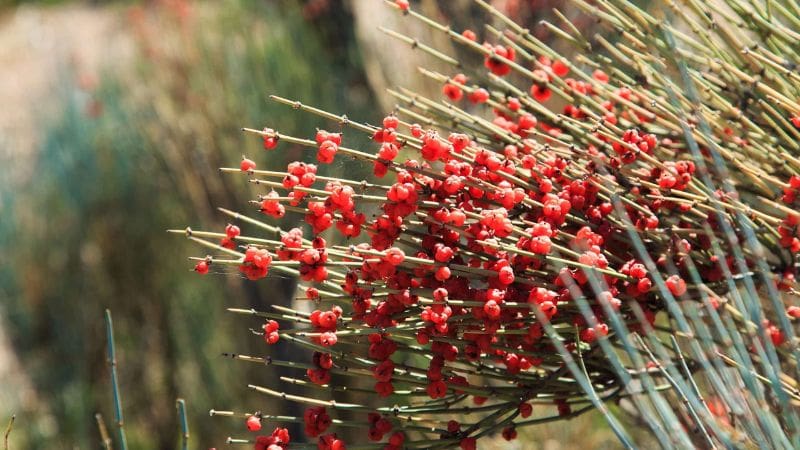 گیاه افدرا و افزایش سرعت متابولیسم و چربیسوزی گیاه افدرا و افزایش سرعت متابولیسم و چربیسوزی