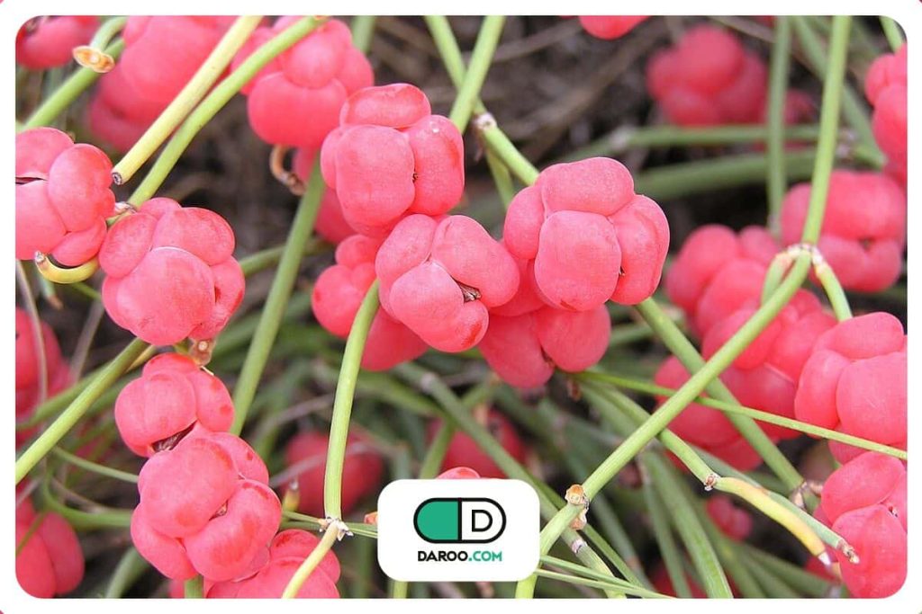 گیاه افدرا برای لاغری؛ نحوه مصرف و منع مصرف