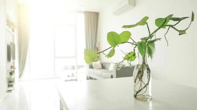 نقش محیط داخلی خانه در کاهش اثرات آلودگی هوا