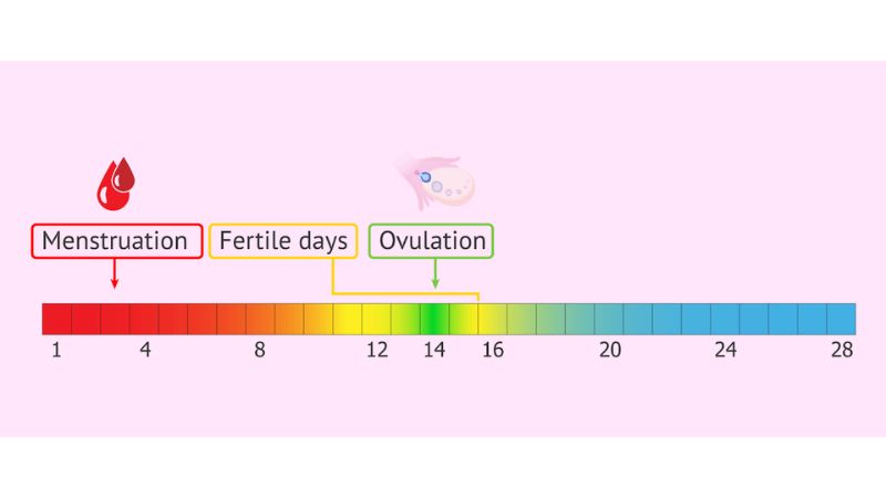 چرخههای قاعدگی کوتاه چرخههای قاعدگی کوتاه