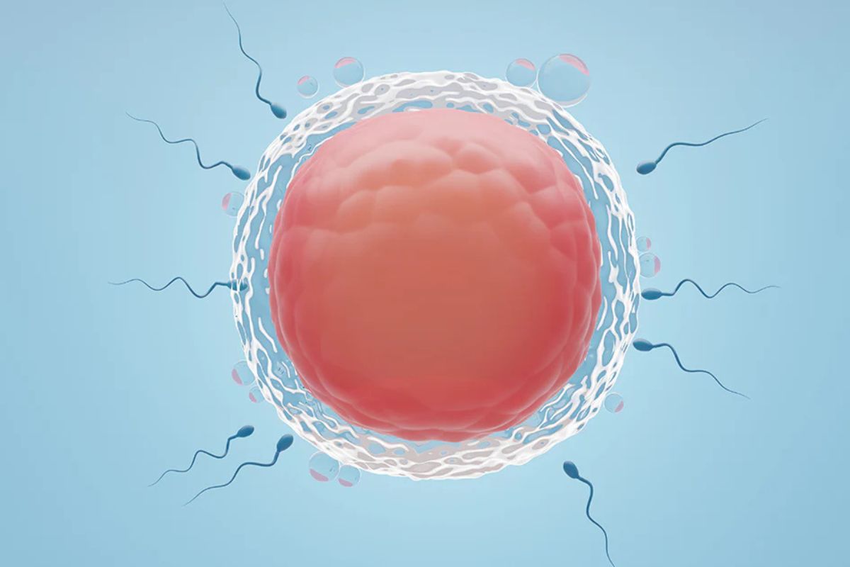 احتمال بارداری در پریودی