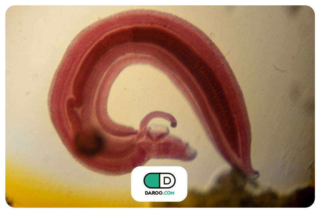 چرا انسان‌ها توانایی تولید ویتامین C را از دست دادند